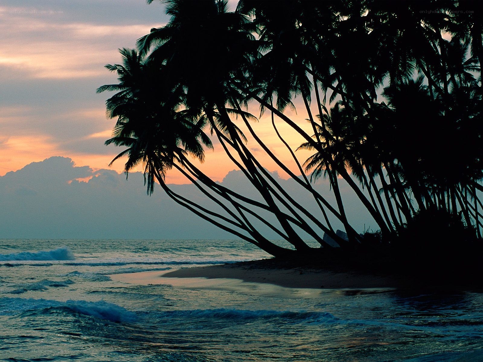 palm trees at sunset on beach