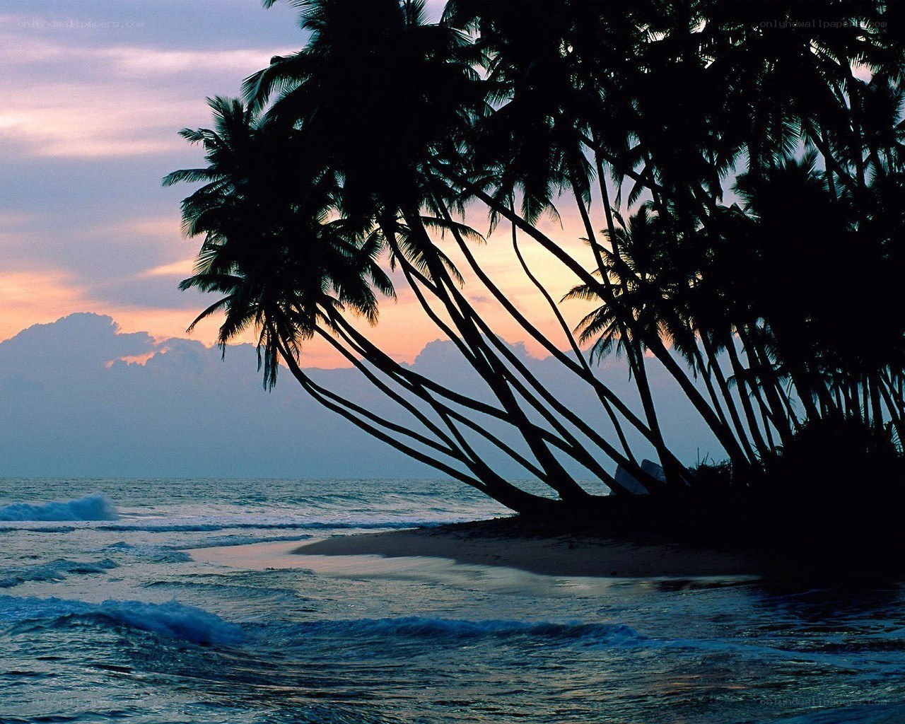 palm trees at sunset on beach
