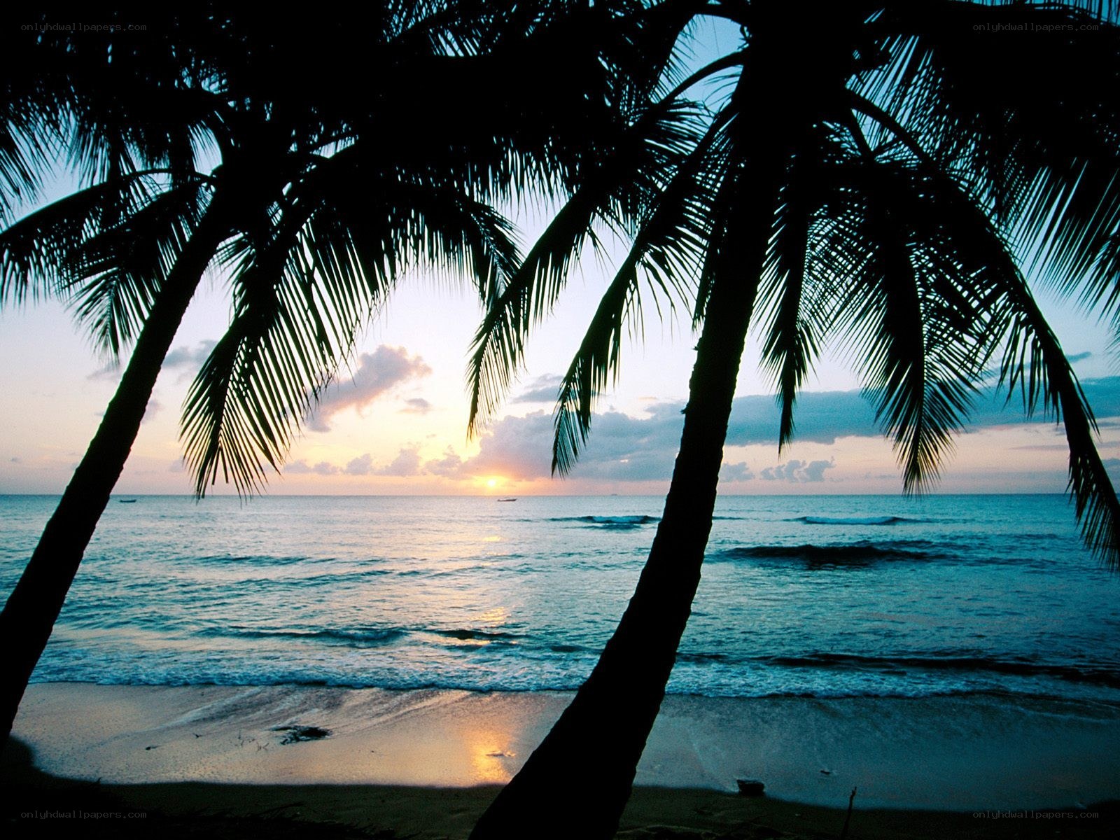 palm trees at sunset on beach
