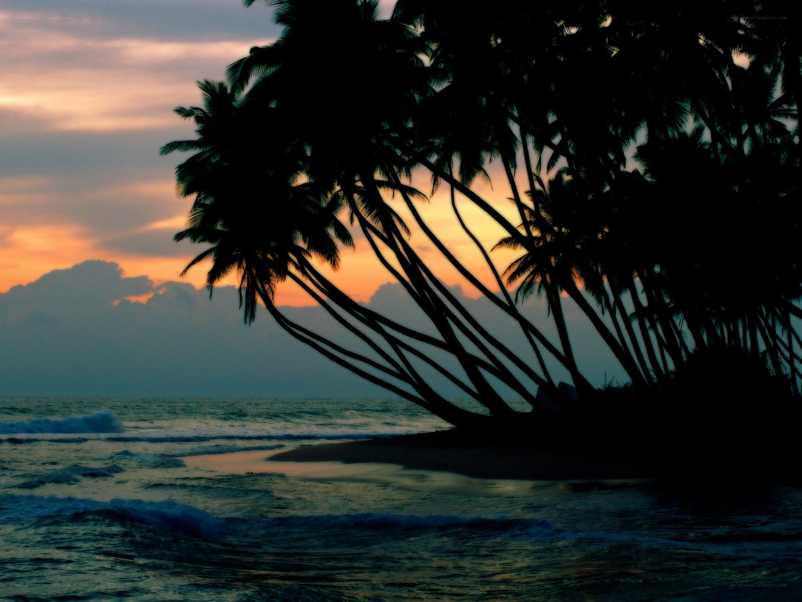 Palm trees at sunset on beach