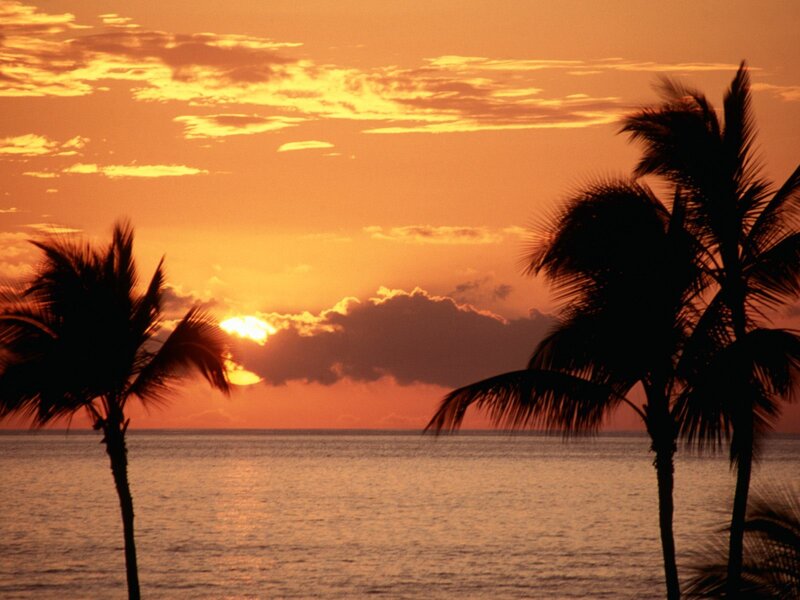 Palm Trees at Sunset — Orange, Clouds