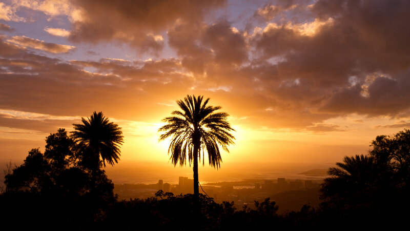 Palm Trees at Sunset — Orange, Dramatic, Photograph, City Skyline