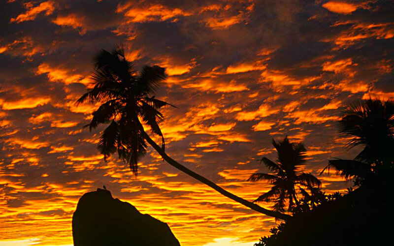 Palm Trees at Sunset — Orange, Dramatic, Photograph, Clouds