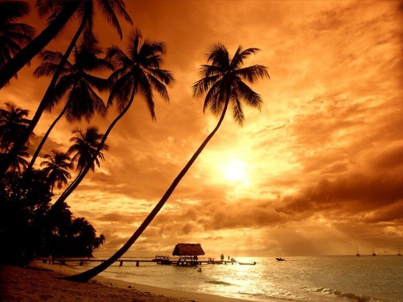 Palm Trees at Sunset — Orange, Dramatic, Photograph, Ocean, Dock, Boat