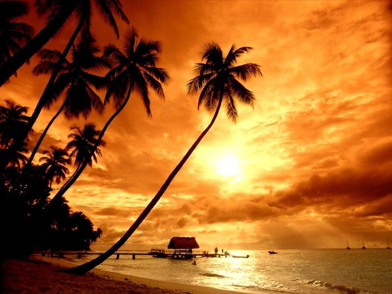 Palm Trees at Sunset — Orange, Dramatic, Photograph, Ocean, Dock