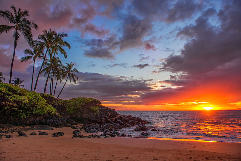 Palm Trees at Sunset — Orange, Dramatic, Photograph, Ocean, Rocks