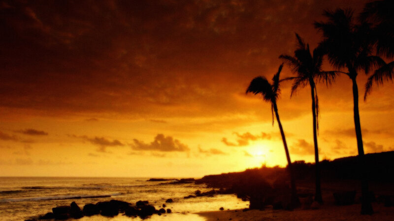 Palm Trees at Sunset — Orange, Dramatic, Photograph, Ocean, Sky, Rocks