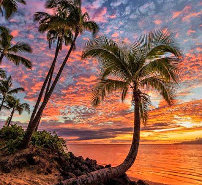 Palm Trees at Sunset — Orange, Dramatic, Photograph, Ocean, Sky, Sand