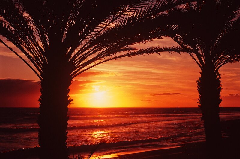 Palm Trees at Sunset — Orange, Dramatic, Photograph, Ocean, Sky, Waves