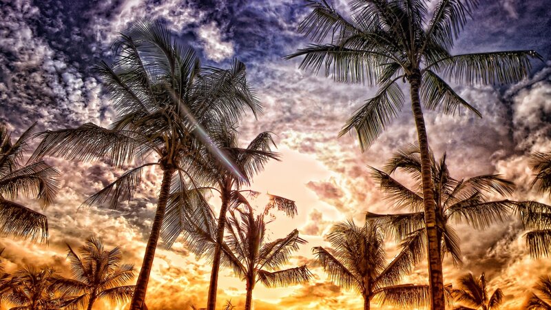 Palm Trees at Sunset — Orange, Dramatic, Photograph, Sky, Clouds, Sun