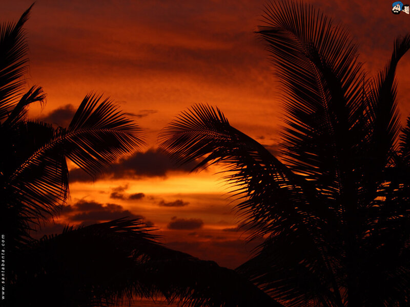 Palm Trees at Sunset — Orange, Dramatic, Photograph, Sky, Clouds