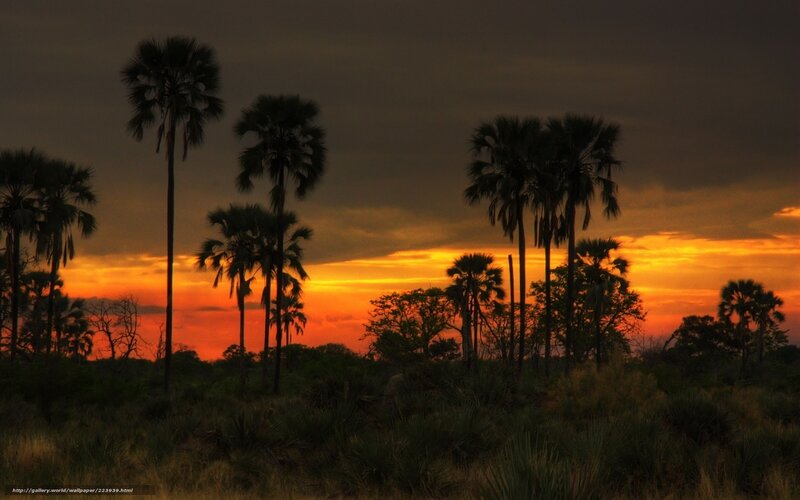Palm Trees at Sunset — Orange, Dramatic, Photograph, Sky, Grass