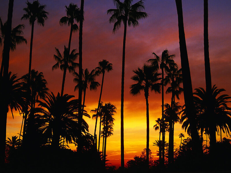 Palm Trees at Sunset — Orange, Dramatic, Photograph, Sky, Silhouette