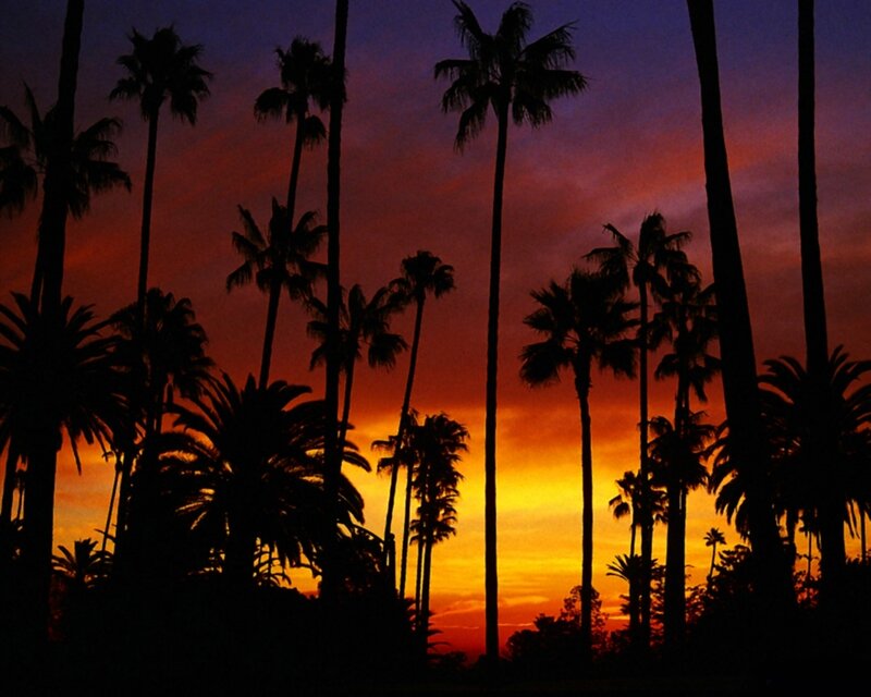 Palm Trees at Sunset — Orange, Dramatic, Photograph, Sky