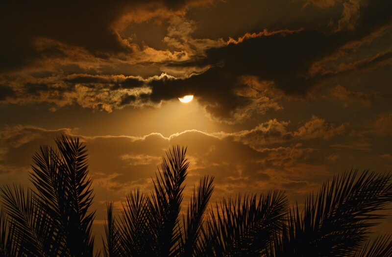 Palm Trees at Sunset — Orange, Dramatic, Photograph, Sun, Clouds