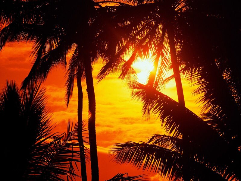 Palm Trees at Sunset — Orange, Dramatic, Photograph, Sun, Sky, Clouds