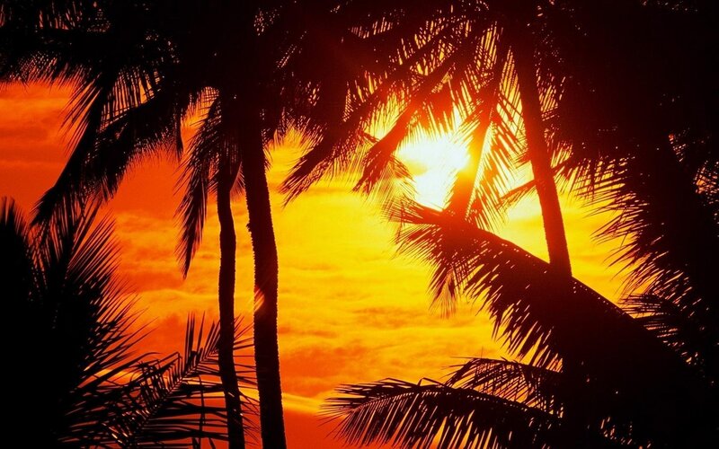 Palm Trees at Sunset — Orange, Dramatic, Photograph, Sun, Sky