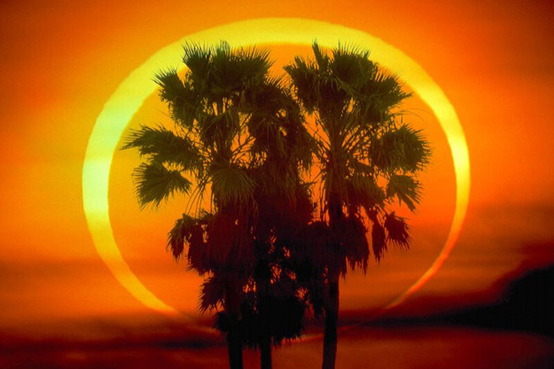 Palm Trees at Sunset — Orange, Dramatic, Photograph, Sun