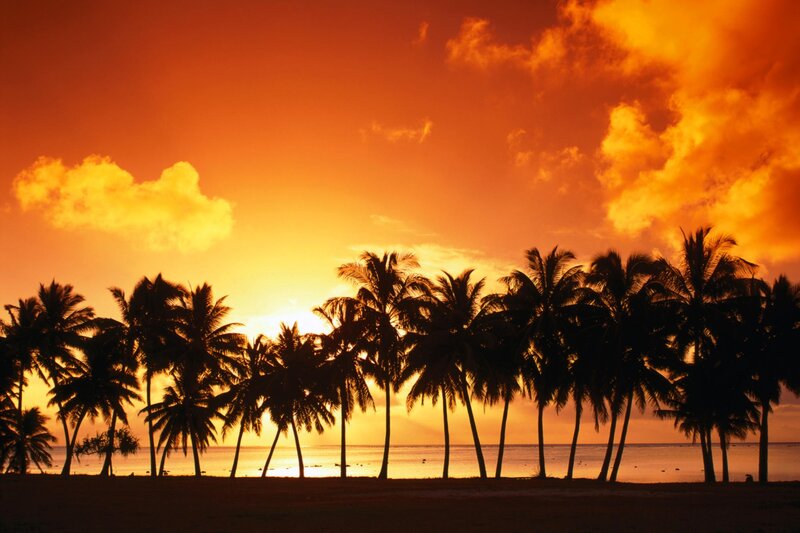 Palm Trees at Sunset — Orange, Ocean