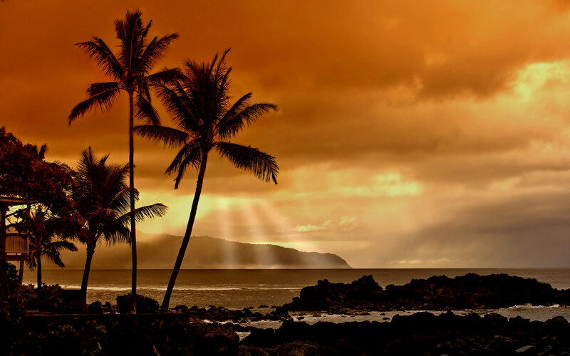 Palm Trees at Sunset — Orange, Rocks