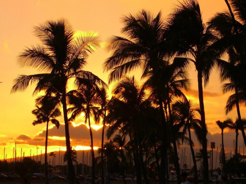 Palm Trees at Sunset — Orange, Serene, Photograph, Clouds
