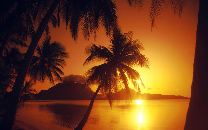 Palm Trees at Sunset — Orange, Serene, Photograph, Mountain, Sea