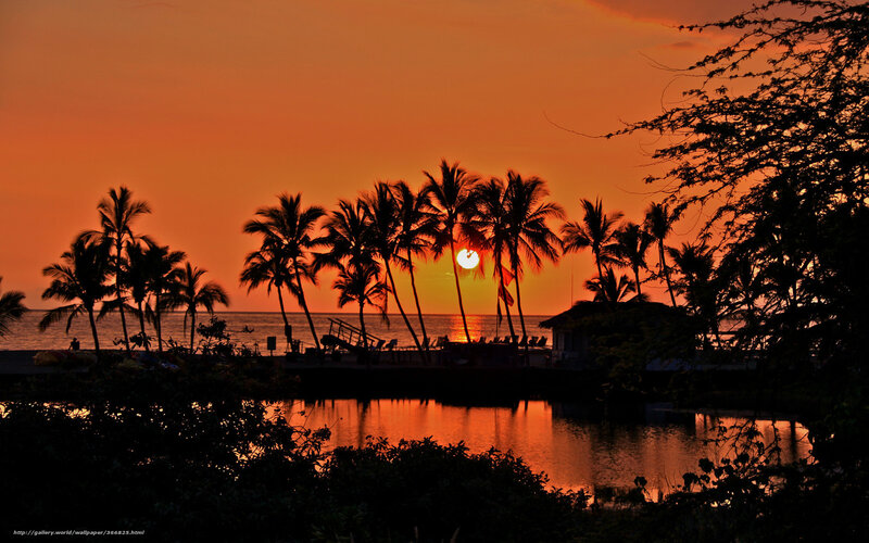 Palm Trees at Sunset — Orange, Serene, Photograph, Ocean, Building