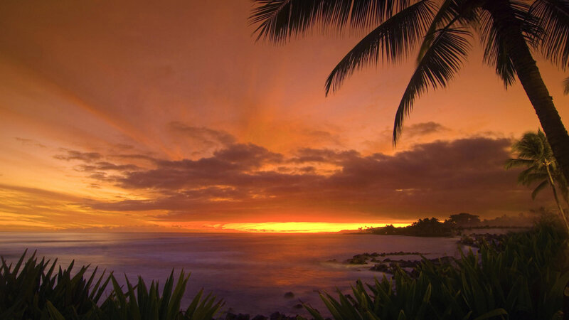 Palm Trees at Sunset — Orange, Serene, Photograph, Ocean, Clouds, Plants