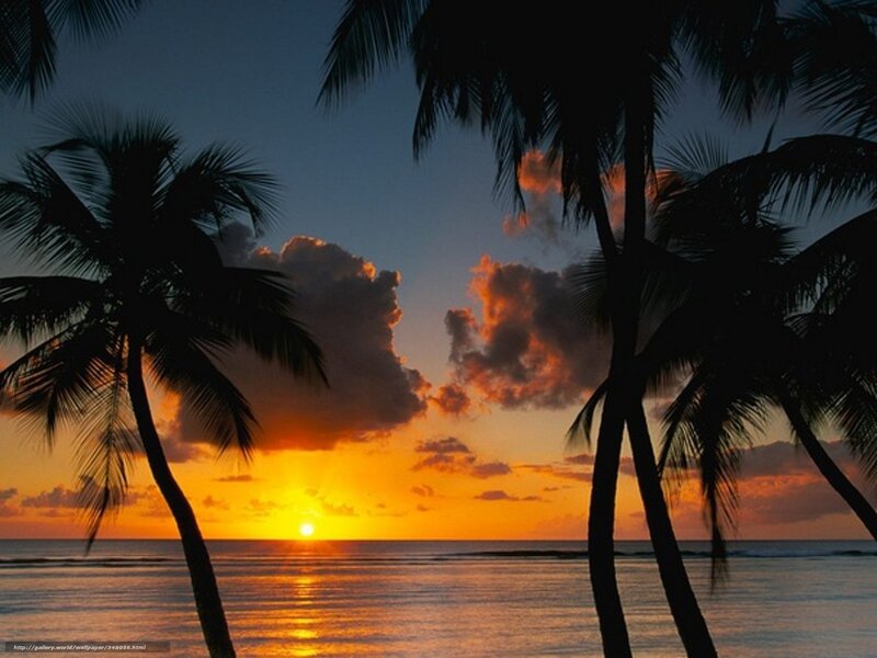 Palm Trees at Sunset — Orange, Serene, Photograph, Ocean, Clouds, Sun