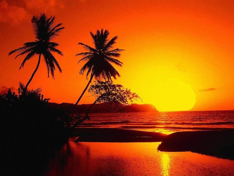 Palm Trees at Sunset — Orange, Serene, Photograph, Ocean, Mountain, Sky, Yellow