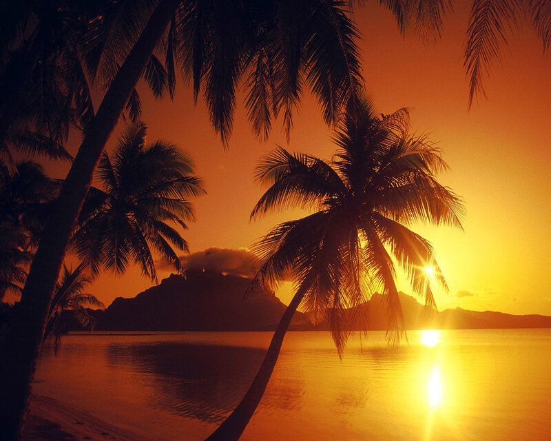 Palm Trees at Sunset — Orange, Serene, Photograph, Ocean, Mountain