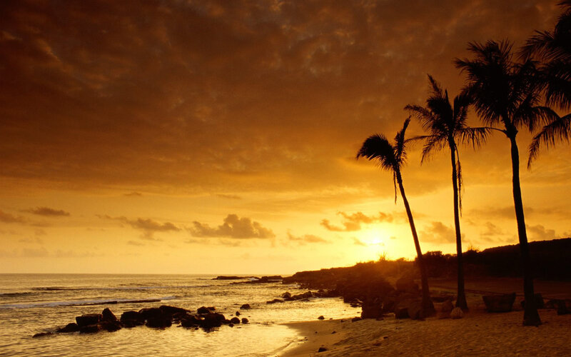 Palm Trees at Sunset — Orange, Serene, Photograph, Ocean, Rocks, Sky, Yellow, Black