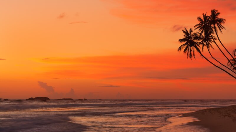 Palm Trees at Sunset — Orange, Serene, Photograph, Ocean, Sand