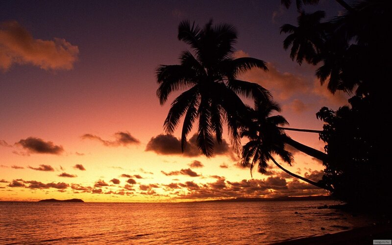 Palm Trees at Sunset — Orange, Serene, Photograph, Ocean, Sky, Clouds, Purple, Black