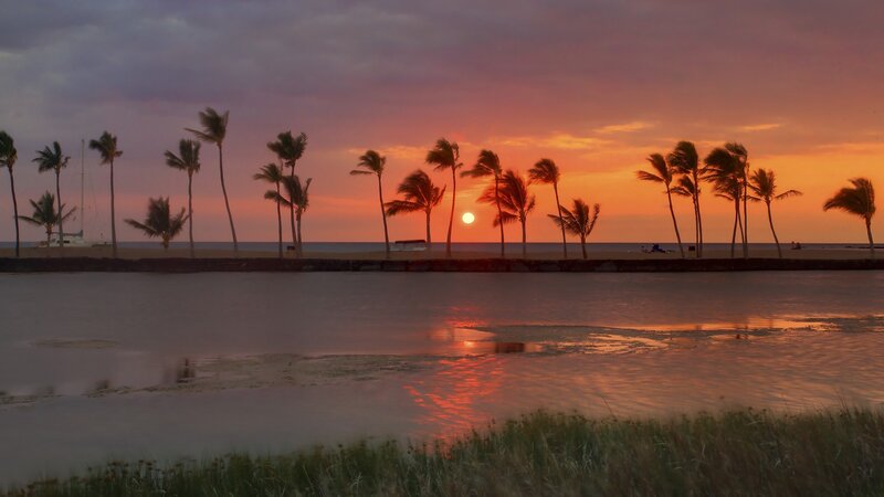 Palm Trees at Sunset — Orange, Serene, Photograph, Ocean, Sky, Grass, Purple
