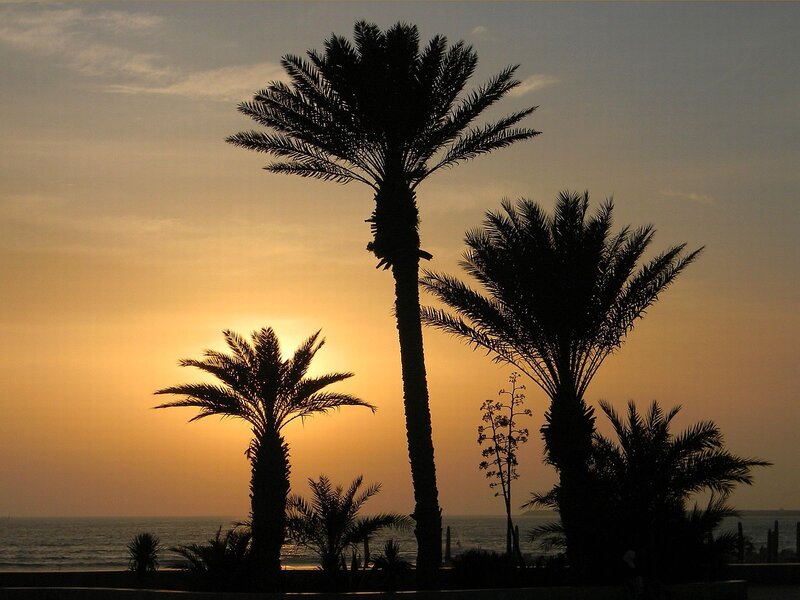 Palm Trees at Sunset — Orange, Serene, Photograph, Ocean, Sky, Silhouette