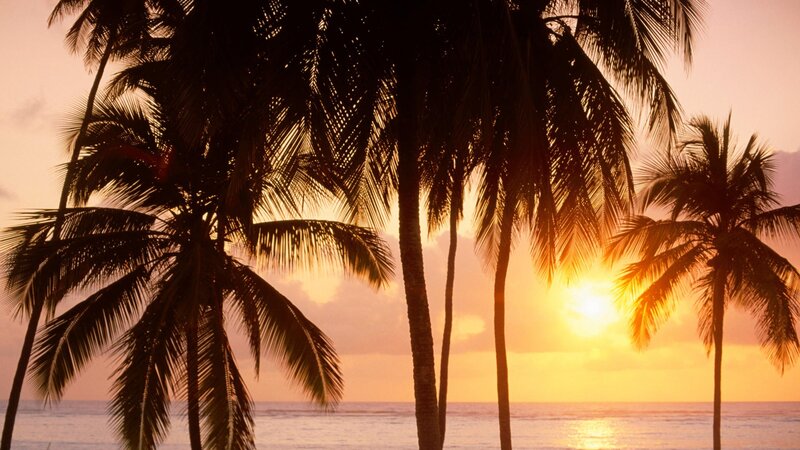 Palm Trees at Sunset — Orange, Serene, Photograph, Ocean, Sky, Sun, Yellow