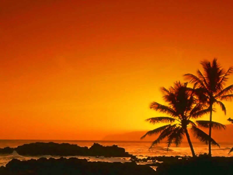 Palm Trees at Sunset — Orange, Serene, Photograph, Ocean, Sky