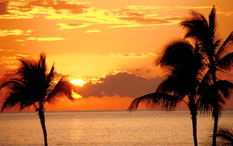 Palm Trees at Sunset — Orange, Serene, Photograph, Ocean, Sun