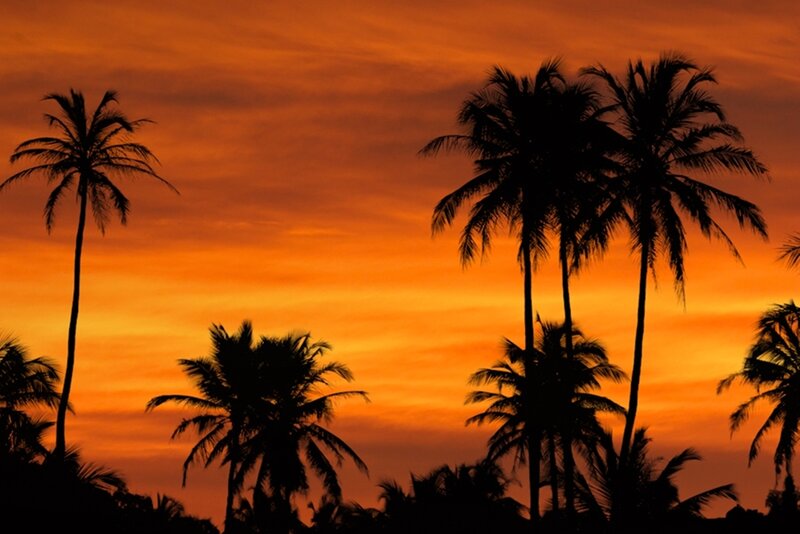 Palm Trees at Sunset — Orange, Serene, Photograph, Sky, Clouds