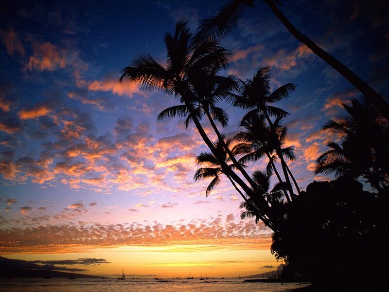 Palm Trees at Sunset — Orange, Serene, Photograph, Sky, Ocean
