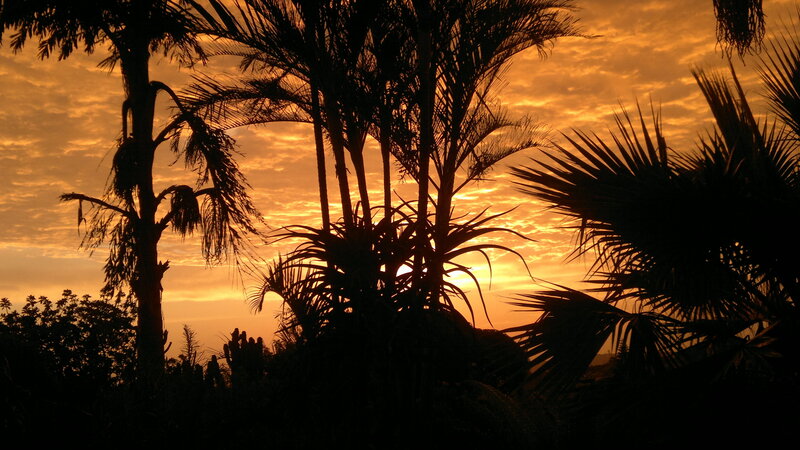 Palm Trees at Sunset — Orange, Serene, Photograph, Sky