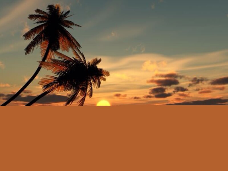 Palm Trees at Sunset — Orange, Serene, Photograph, Sun, Clouds