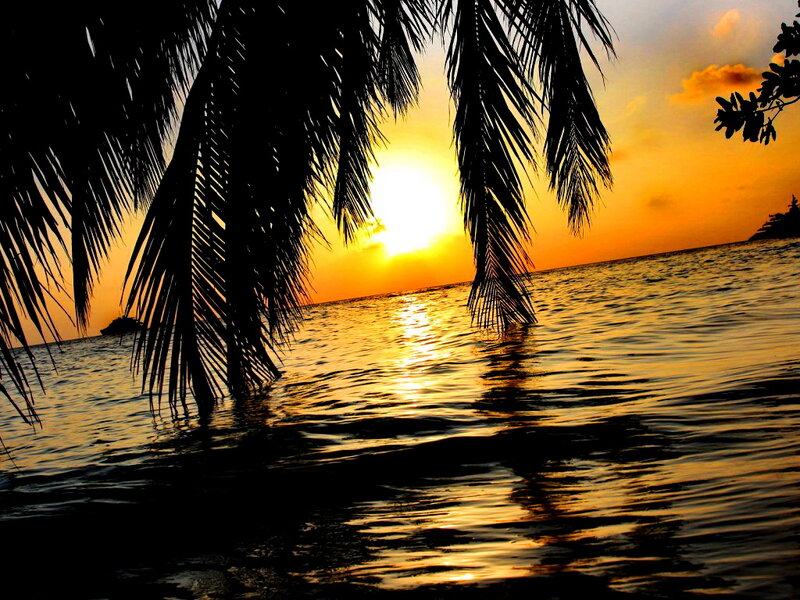 Palm Trees at Sunset — Orange, Serene, Photograph, Sun, Ocean