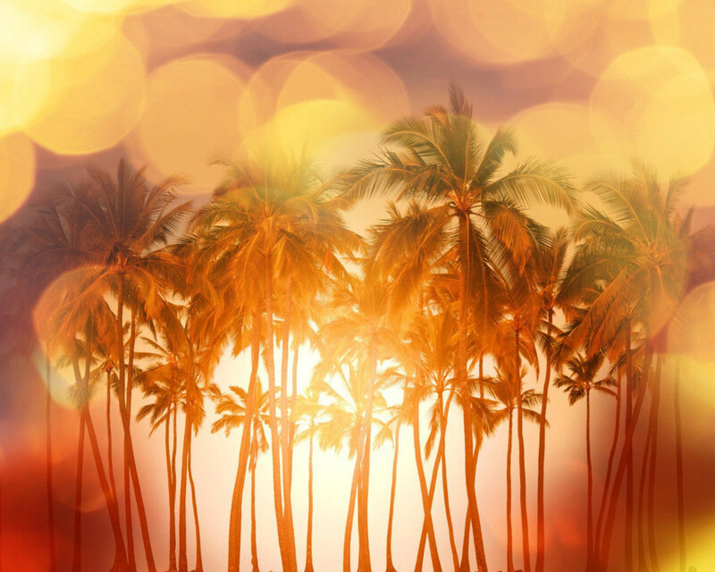 Palm Trees at Sunset — Orange, Serene, Photograph, Sun, Sky