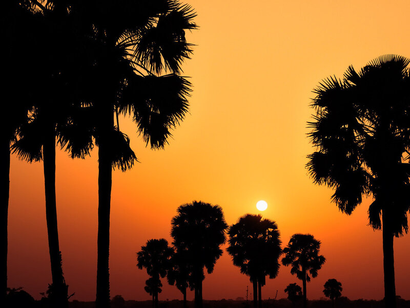 Palm Trees at Sunset — Orange, Serene, Photograph, Sun