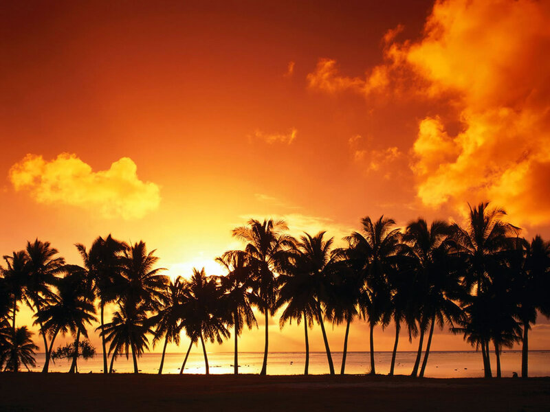 Palm Trees at Sunset — Orange, Sky