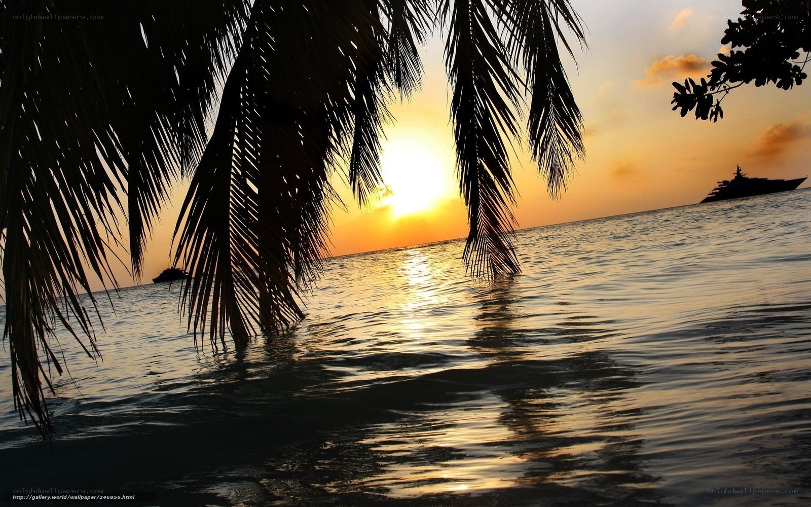 Palm trees at sunset over the ocean