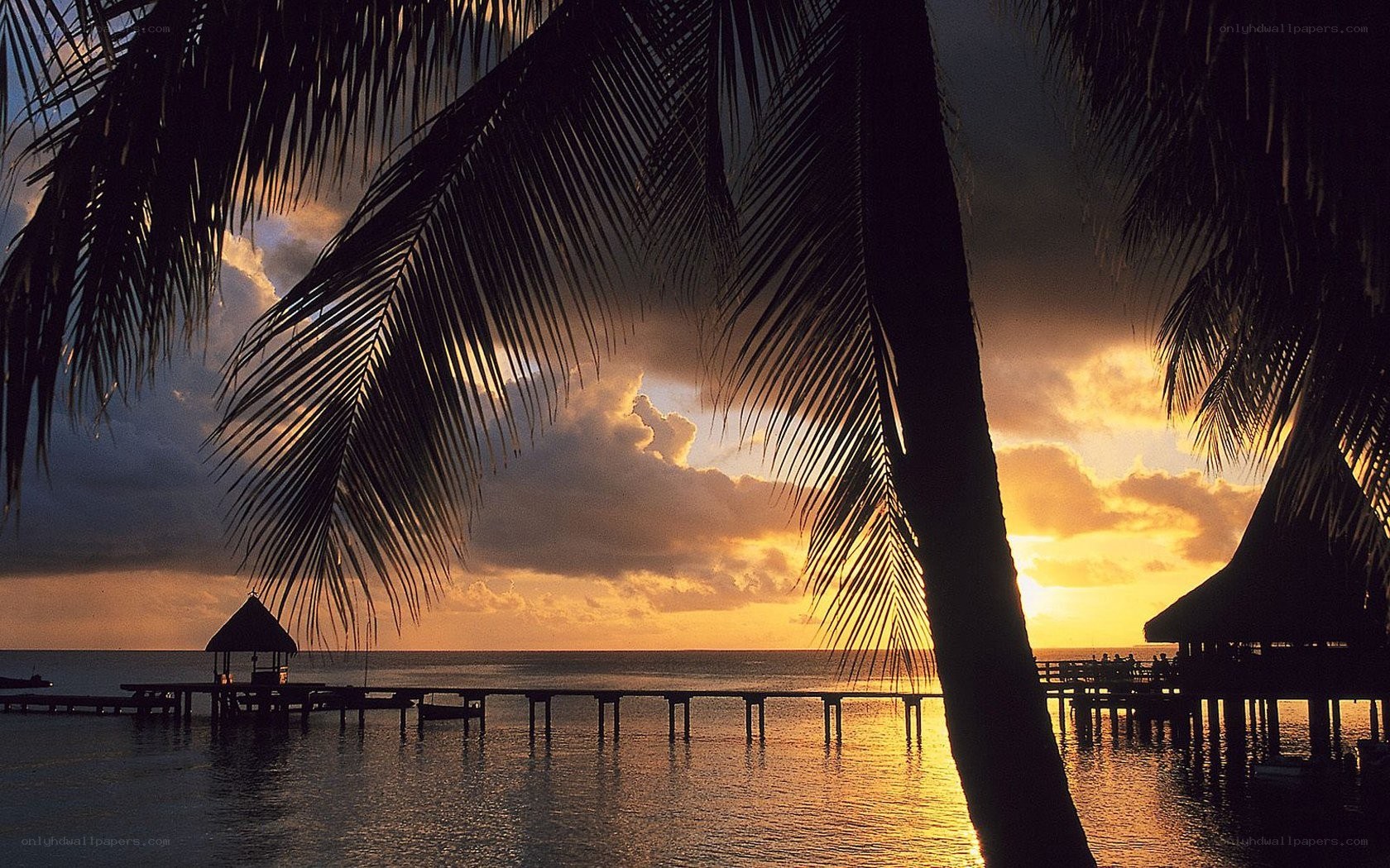 Palm trees at sunset over water