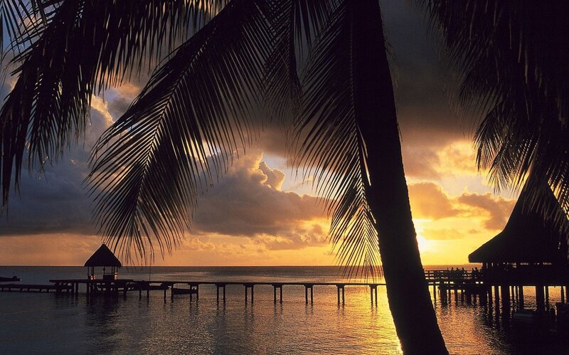 Palm trees at sunset over water